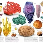 el-libro-de-los-animales-pasta-blanda-9780241664780